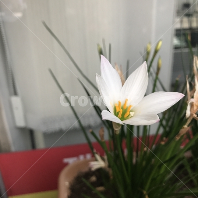 실란,흰꽃나도사프란,구슬수선화,달래꽃무릇,사프란아재비,제피란서스칸디다,흰꽃,꽃,수선화과,여러해살이풀,나도사프란,관상용,AutumnZephyrlily,식물,Flower,식물,자연,plants,nature,꽃,flower