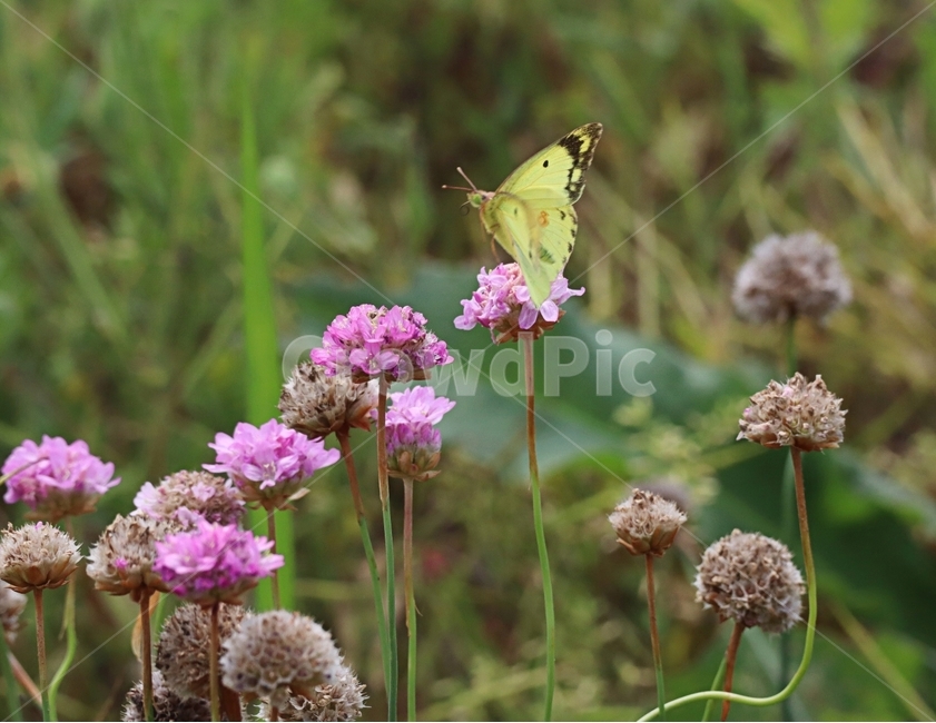 아침,바람,나비,아르메니아,봄,식물,자연,plants,nature,꽃,flower,동물,animal,곤충,벌레,insect,bug
