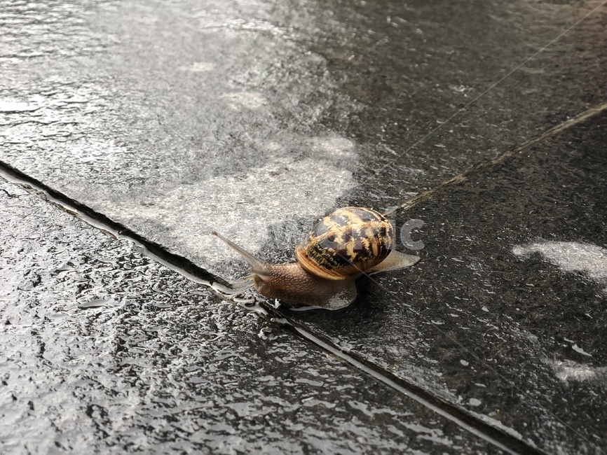 달팽이,비,landsnail,자연,동물,비오는날,동물,animal
