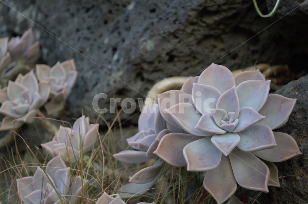 식물,돌담,다육식물,다육,풀,식물,자연,plants,nature,꽃,flower