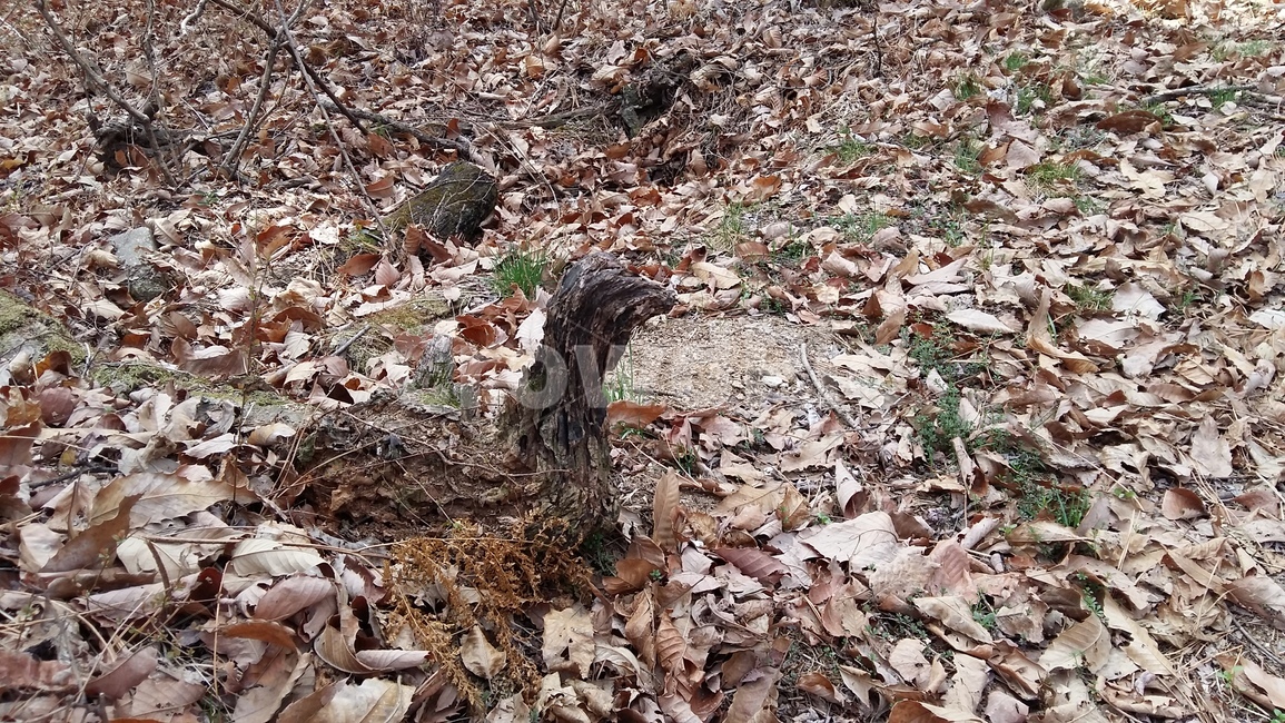 나무오리,오리,나무,산오리,산