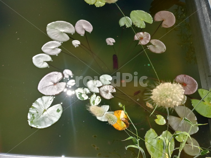 수련,다년생초본식물,수생식물,이판화,쌍자엽식물,자우련,waterlily