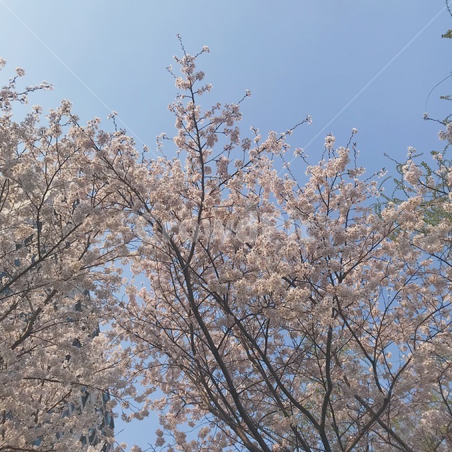 벚꽃,blossom,flower,꽃,plant,식물,봄,계절,spring,season