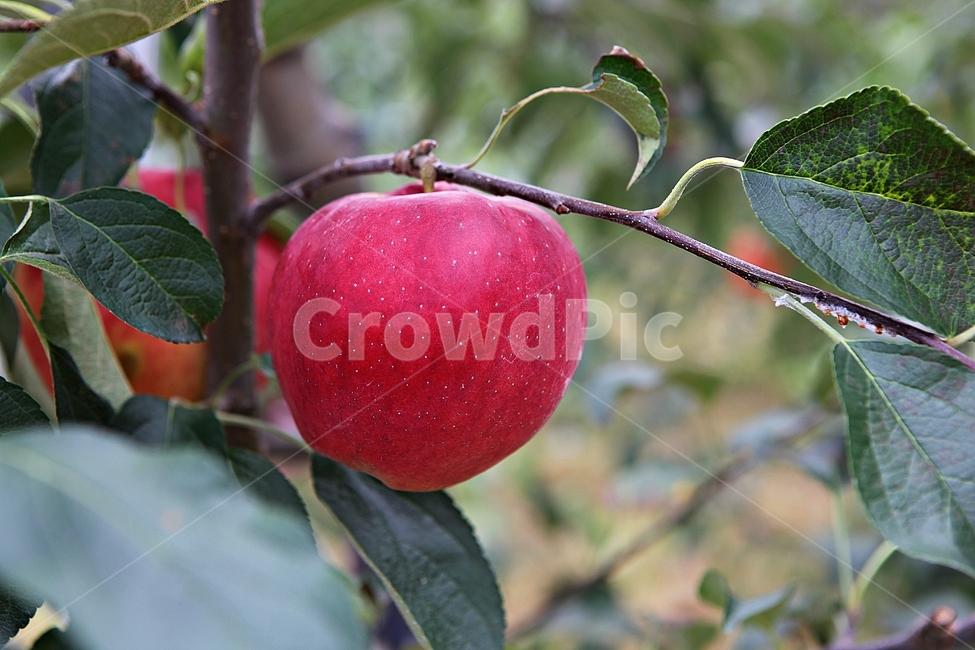 harvest,nature,fruit,leaf,food,agriculture,apple,Red Delicious,fall,fruit tree,ingredients,apple tree
