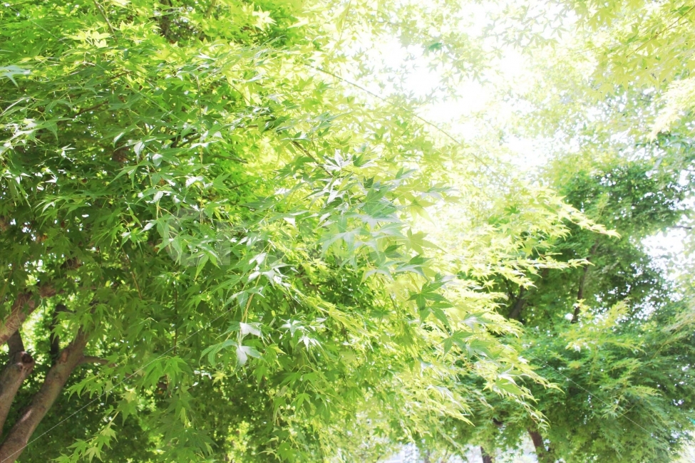 잔디,풀,잡초,초록,초록색,자연,야외,공원,정원,시골,들판,나무,식물,여름,햇살,햇빛,잎,가지,줄기,식물,자연,plants,nature
