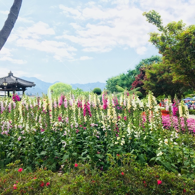 곡성,장미축제,꽃,봄,늦봄,꽃밭,flower,spring,한국전통,한국문화,korean traditional,korean culture,식물,자연,plants,nature,꽃,flower
