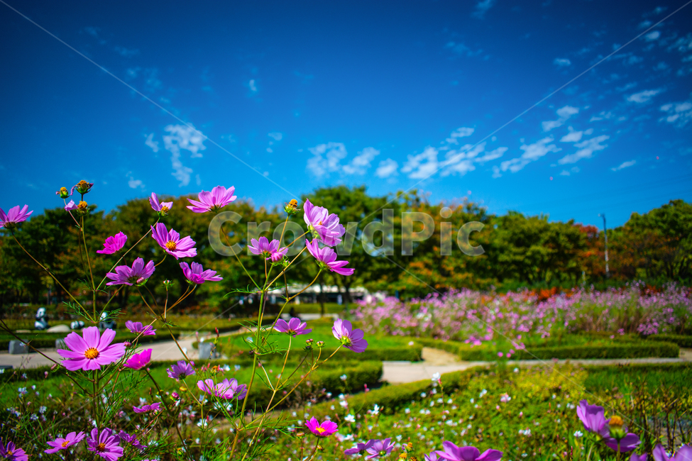 코스모스,가을,풍경,들판,꽃밭,가을,계절,fall,autumn,season,식물,자연,plants,nature,꽃,flower,geranium,제라늄,blossom,plant,outdoors,옥외