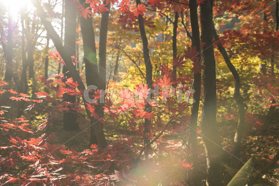 가을,풍경,단풍,가을나무,가을풍경,울긋불긋,가을,계절,fall,autumn,season,나무,trees,wood,plant,식물,leaf,잎,tree,maple