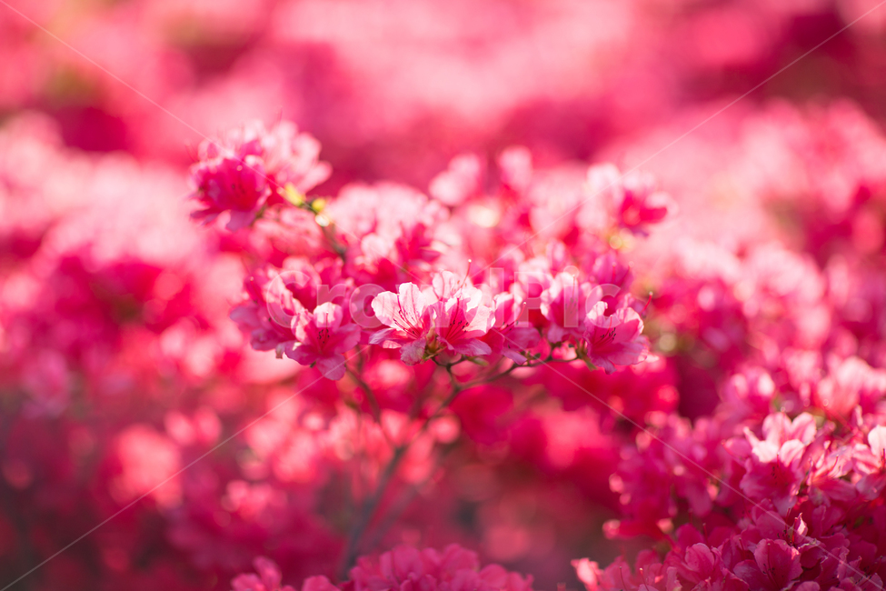 식물,plant,봄,봄꽃,꽃,flower,철쭉