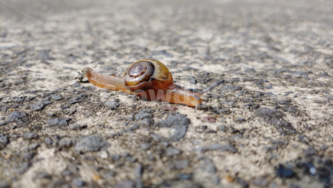 달팽이,улитка,snail,caracol,蝸牛
