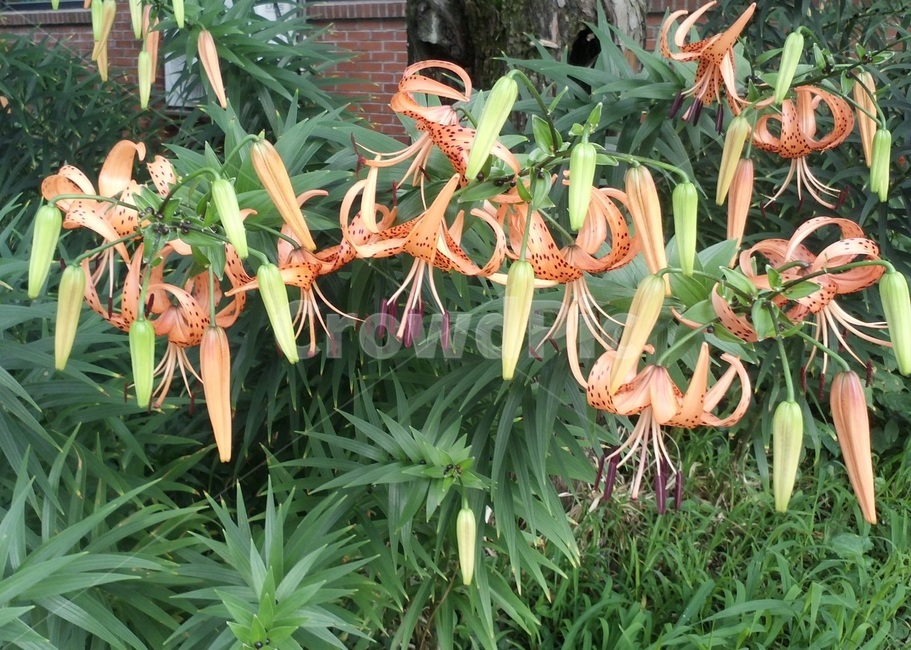 백합과,주황색,참나리,대각나리,견내리화,개나리불휘,식물,자연,plants,nature,꽃,flower