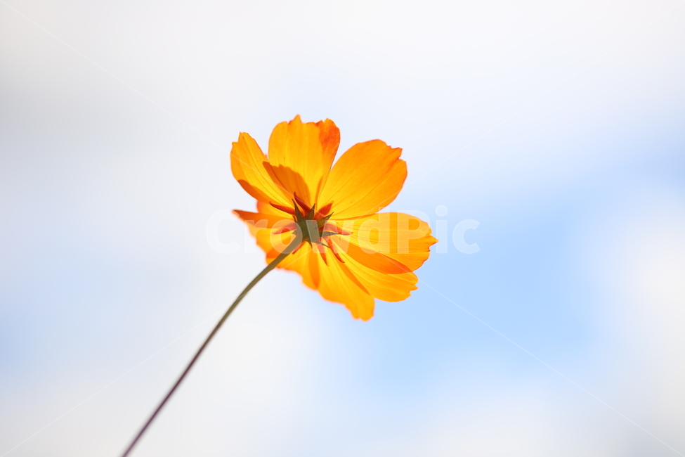 황화코스모스,코스모스,가을,꽃,꽃잎,plant,식물,flower,blossom,가을,계절,fall,autumn,season,식물,자연,plants,nature,꽃,flower,,petal,daisy,데이지,daisies