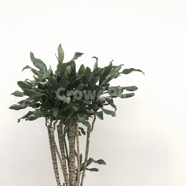 plant,식물,tree,나무,잎,실내용화초,화분,화초,house plant