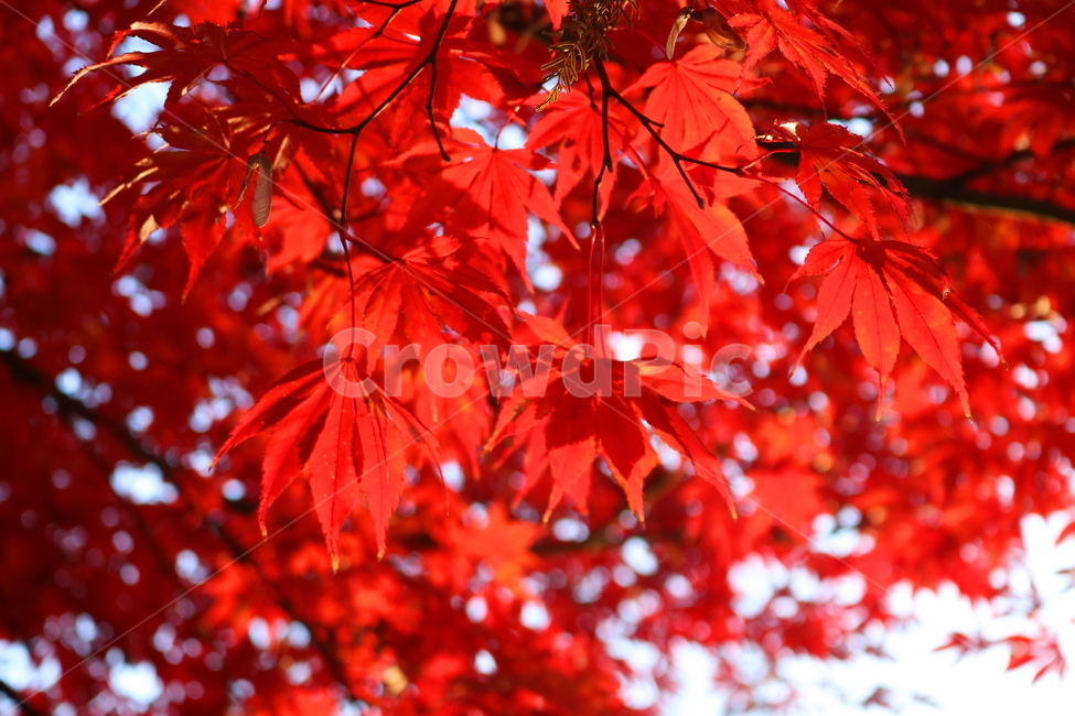 단풍,단풍나무,나무,식물,가을,자연,가을,계절,fall,autumn,season,식물,자연,plants,nature,leaf,잎,plant,tree,maple