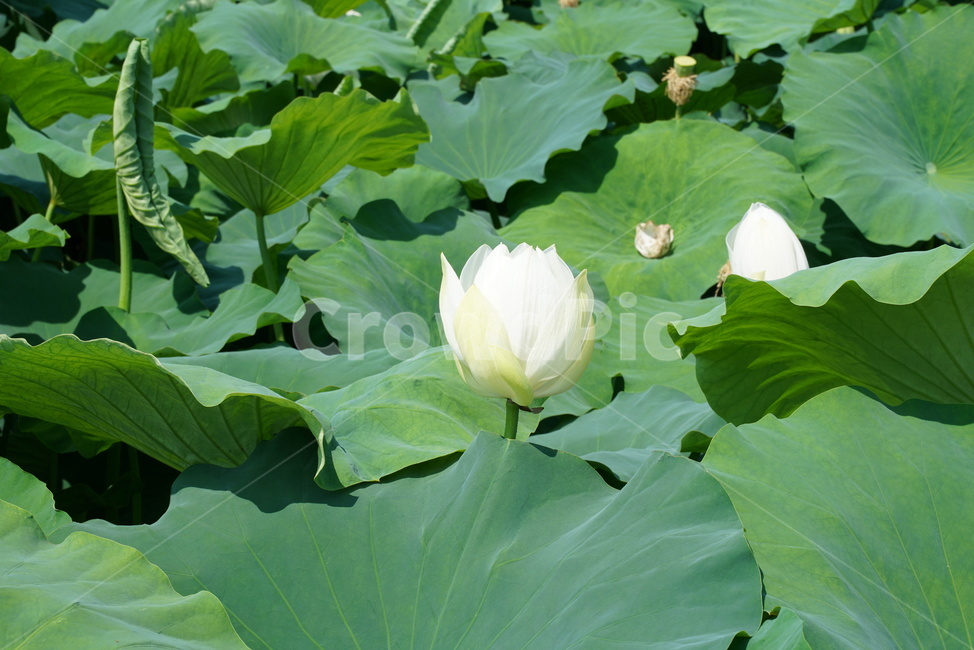 백련지,연꽃,백련,백목련,bailian,뱅년