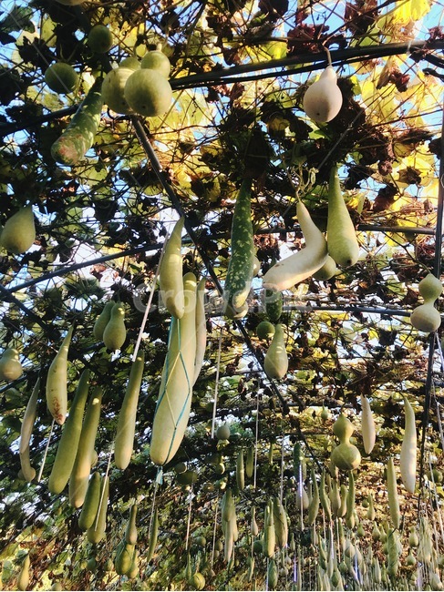 자연,시골,박,데이트,그린