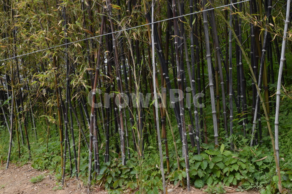 오죽헌,대나무,식물,plant,강릉,숲