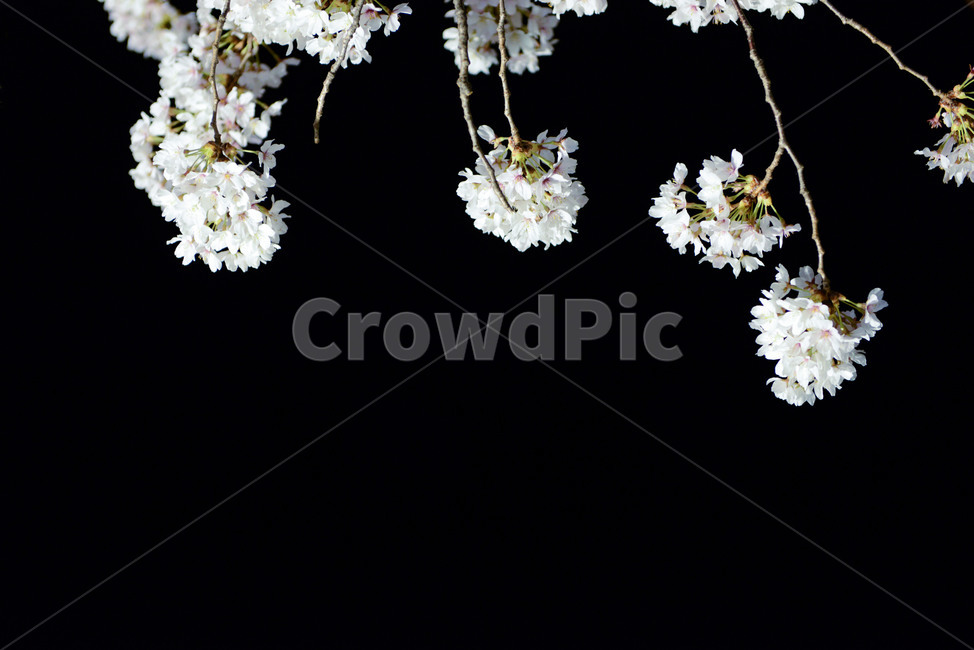 벚꽃,밤,꽃,식물,조명,식물,자연,plants,nature,꽃,flower