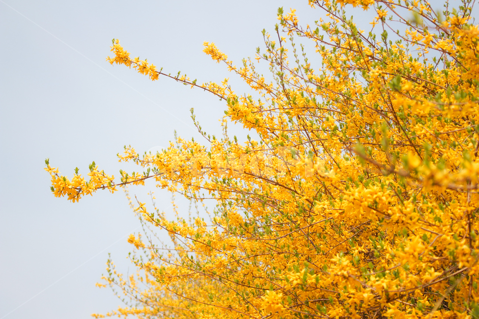 개나리,개나리꽃,봄,노란,yellow,forsythiaflowers,forsythia,flowers,클로즈업,closeup,식물,자연,풍경,공원