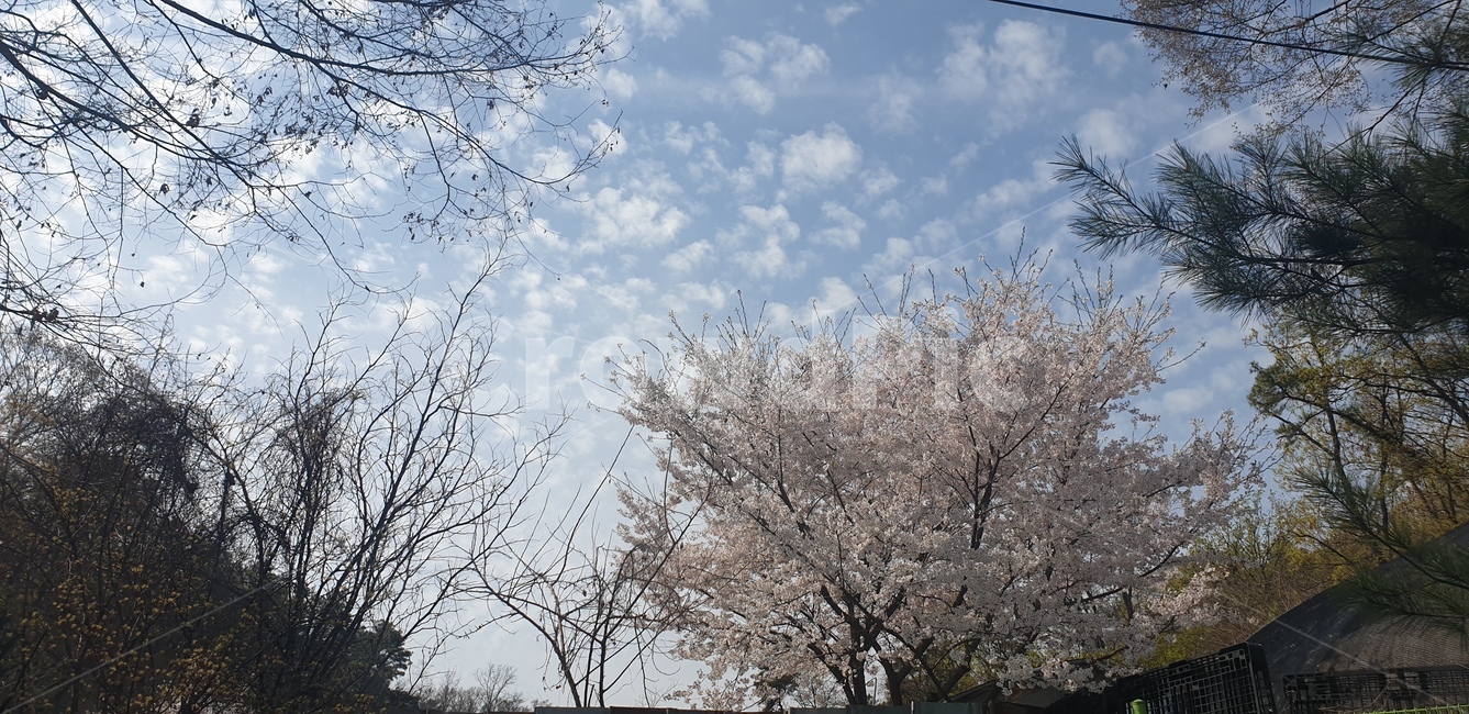 벚꽃,하늘,봄,길가,꽃