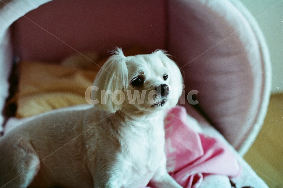 강아지,반려견,말티즈,dog,멍멍이