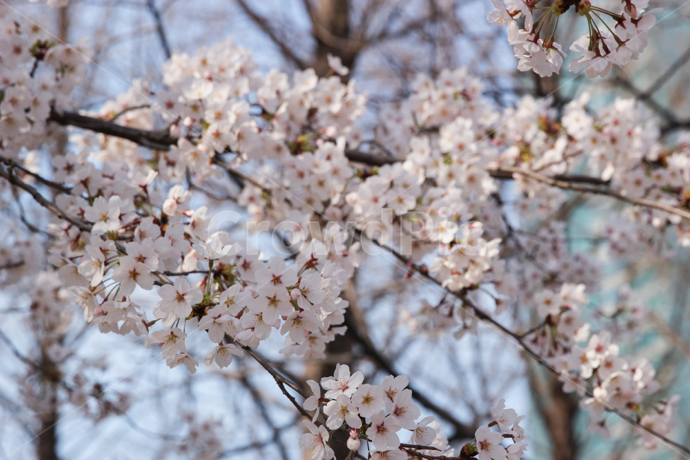 꽃,벚꽃,분홍색,벚꽃나무,식물,plant,flower,blossom,봄,따뜻한,꽃잎,4월,가지,나무,사쿠라,예쁜,아름다운,행복,기념,향기,냄새,내음