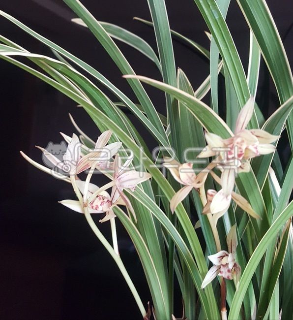 plant,식물,난,난초,꽃,flower