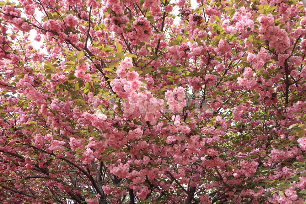 겹벚꽃,꽃,벚꽃,분홍색,봄,자연,식물,spring,pink,flower