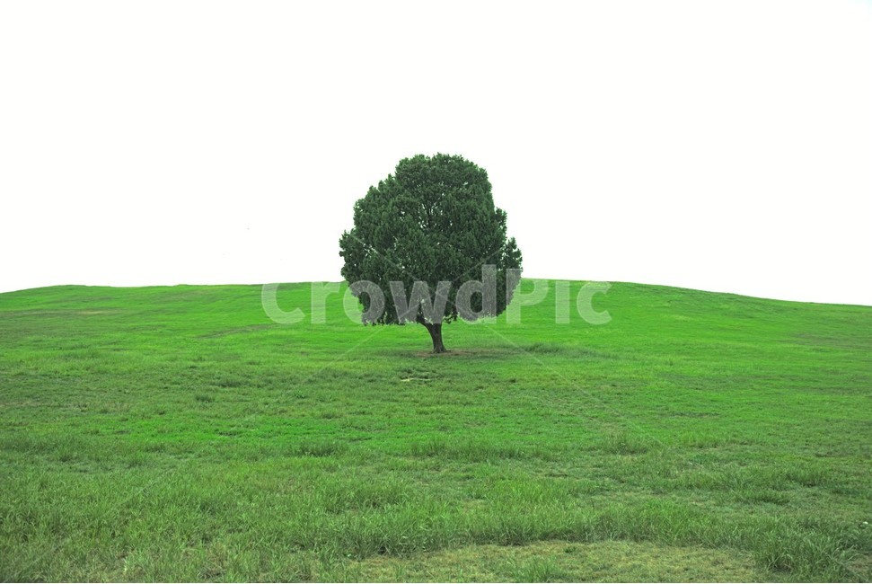 나무,초원,올림픽공원,바탕화면,여름,자연,풍경,nature,landscape,식물,plants,나무,trees,wood,plant,tree