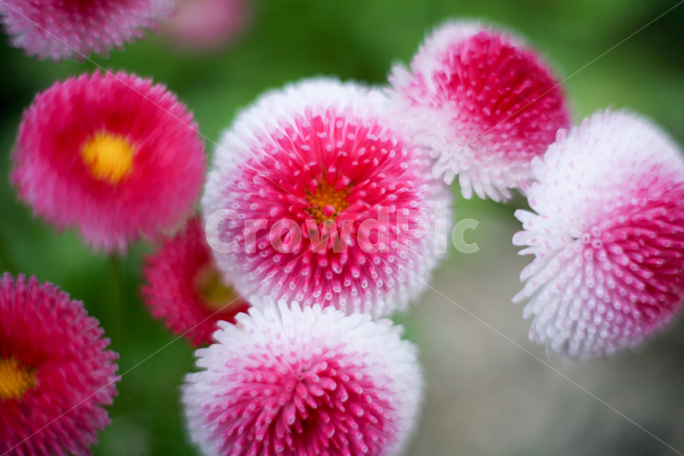 daisy,데이지,들국화,분홍데이지,빨간데이지,샤스타데이지,섬국화,들꽃,꽃,봄,봄날,봄꽃,화단,봄화단꽃,자연,식물,plants,nature,flower,spring,아웃포커싱,공원,식물,자연,plants,nature,꽃,flower