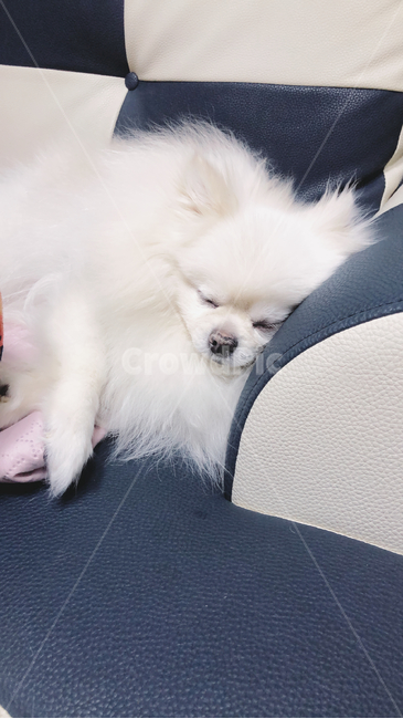 강아지,동물,수면,귀여운동물,포메라니안,동물,animal,포유류,mammal,개,강아지,dog,doggy