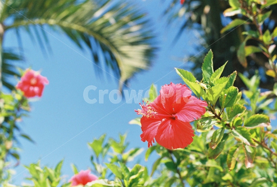 필름사진,히비스커스,꽃,나무,여름,식물,자연,plants,nature,꽃,flower,감성,sensible,feeling