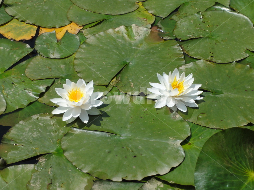 연꽃,둘,연못,연잎,초록,호수,두개,꽃
