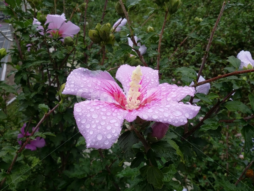 꽃,식물,flower,plant,무궁화,식물,자연,plants,nature,꽃,flower