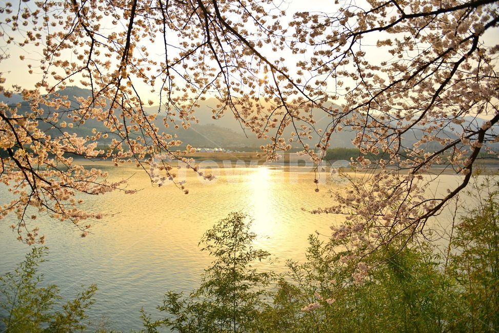 벚꽃,섬진강,물,노을,강,나무,감성,역광,water,tree,river,햇빛,풍경,sunset,한국관광지,한국