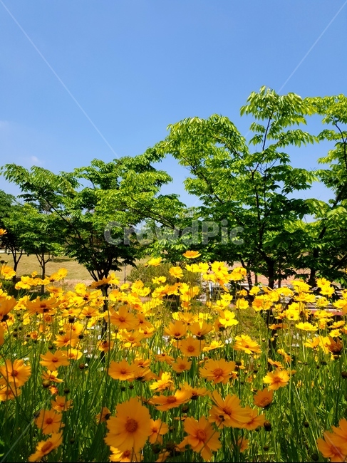 금계국,꽃,봄,노랑,풍경,식물,자연,plants,nature,꽃,flower