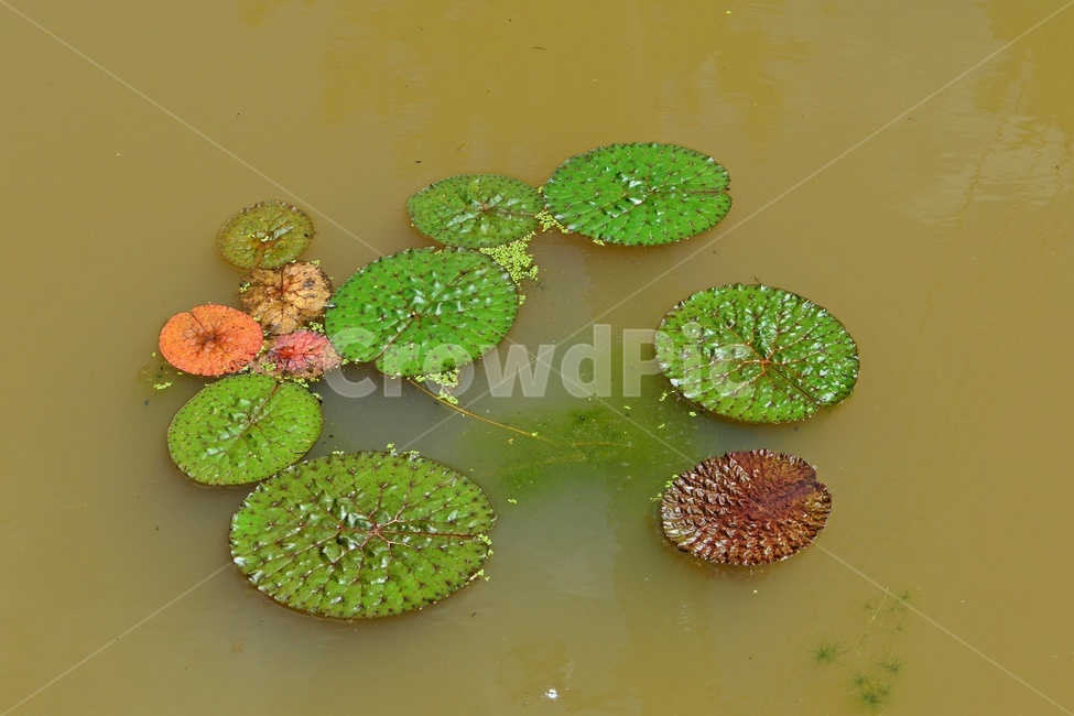 plant,식물,flower,blossom,꽃,leaf,잎,outdoors,옥외,nature,자연,수련,연잎,연못,물