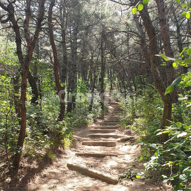 산,등산,계단,나무,자연,풍경,야외,나뭇가지,나뭇잎,새싹