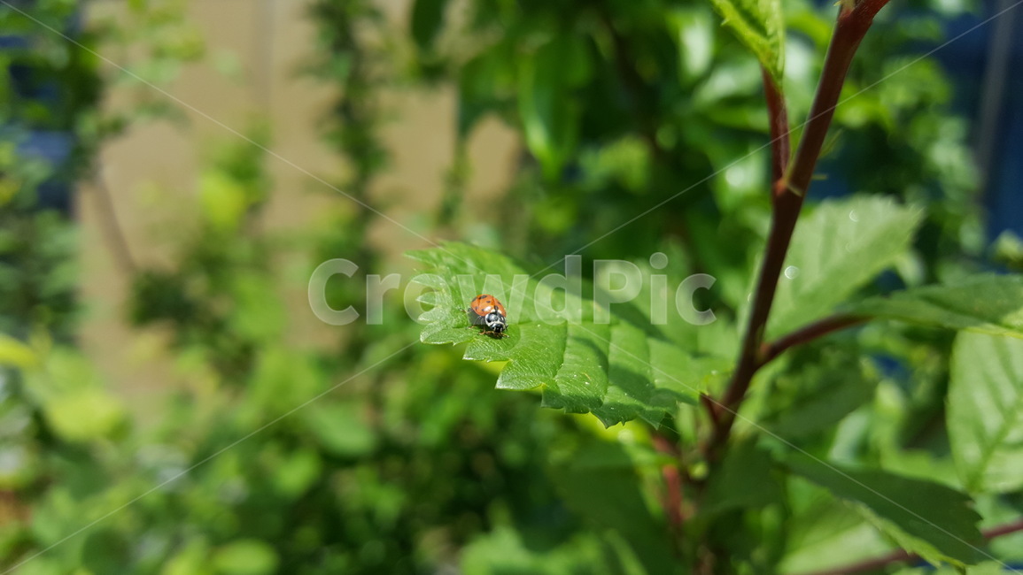 무당벌레,벌레,곤충,레이디버그,자연,식물,자연,plants,nature,곤충,벌레,insect,bug