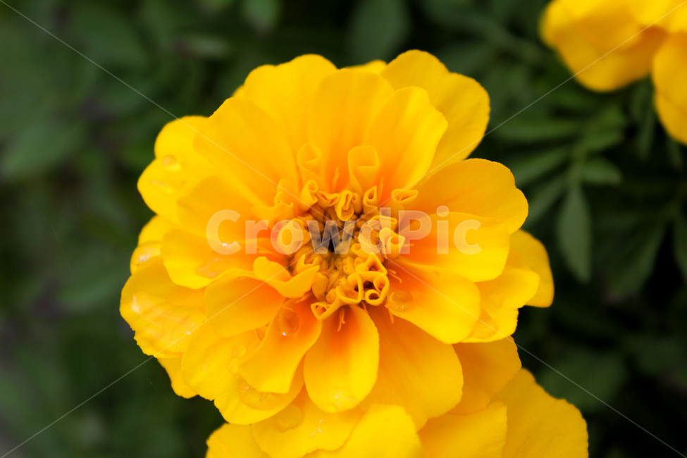 plant,식물,blossom,flower,꽃,메리골드,주황색꽃,marigold,노랑색꽃,식물,자연,plants,nature,꽃,flower