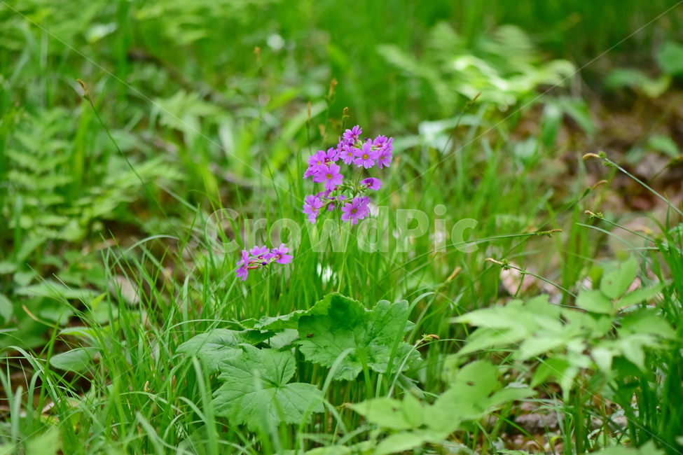 큰앵초,야생화,생태,식물,꽃,자연,힐링,플라워,wildflower,flower,plants,nature,season,감성,느낌,emotion,feeling,초본