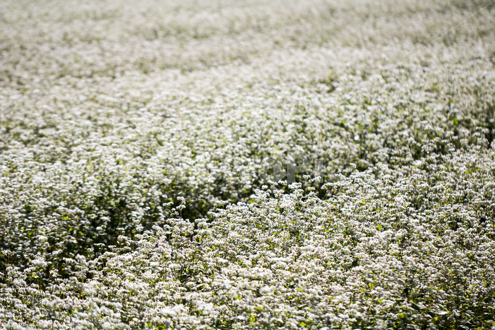 메밀꽃,메밀밭,꽃,식물,가을,식물,자연,plants,nature,꽃,flower