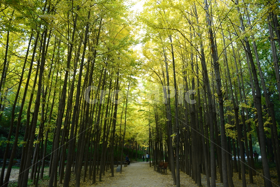 숲,은행나무,자연,노란색,숲속