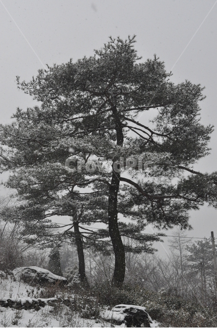 나무,겨울,하늘,소나무,식물,겨울,계절,winter,season,나무,trees,wood