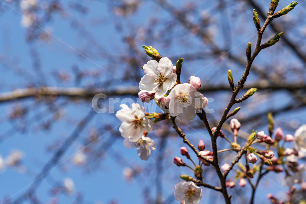 벚꽃,봄,제주벚꽃,종달리,봄꽃,spring,flower,꽃,cherryblossom,봄,계절,spring,season,plant,식물,blossom