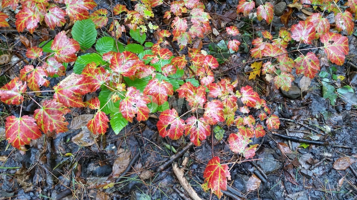 단풍,단풍잎,캐나다,canada,maple