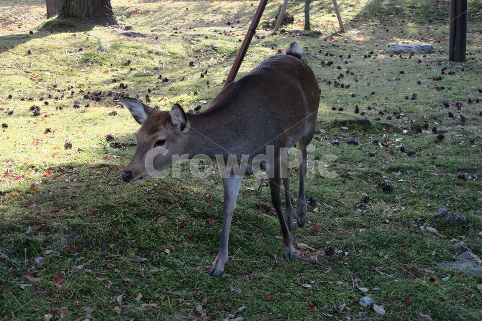 사슴,공원,가을,동물,잔디,동물,animal,포유류,mammal