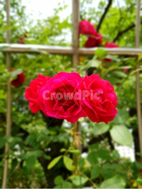 꽃,blossom,장미,rose,식물