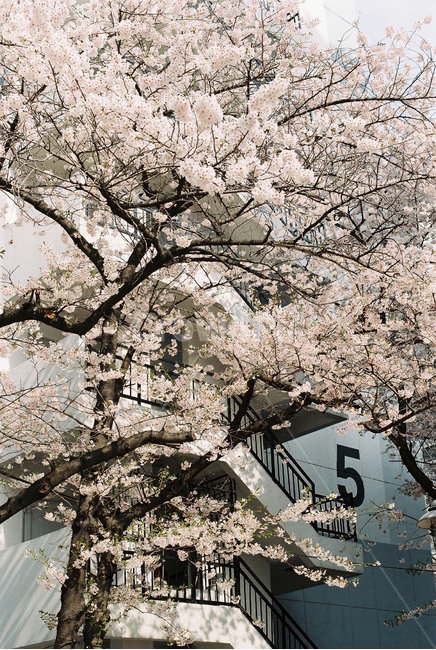plant,식물,cherryblossom,벚꽃,blossom,flower,꽃,sping,숫자,봄,봄날,봄이미지,봄,계절,spring,season