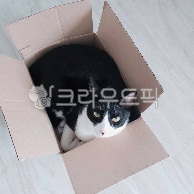 male cat,cat,nose short,box,Box,pet,tuxedo cat